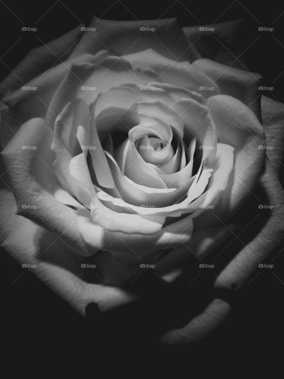 Black and white rose picture