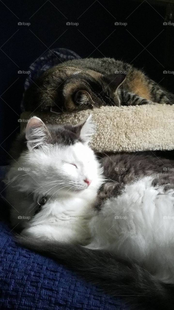 sleeping house cats