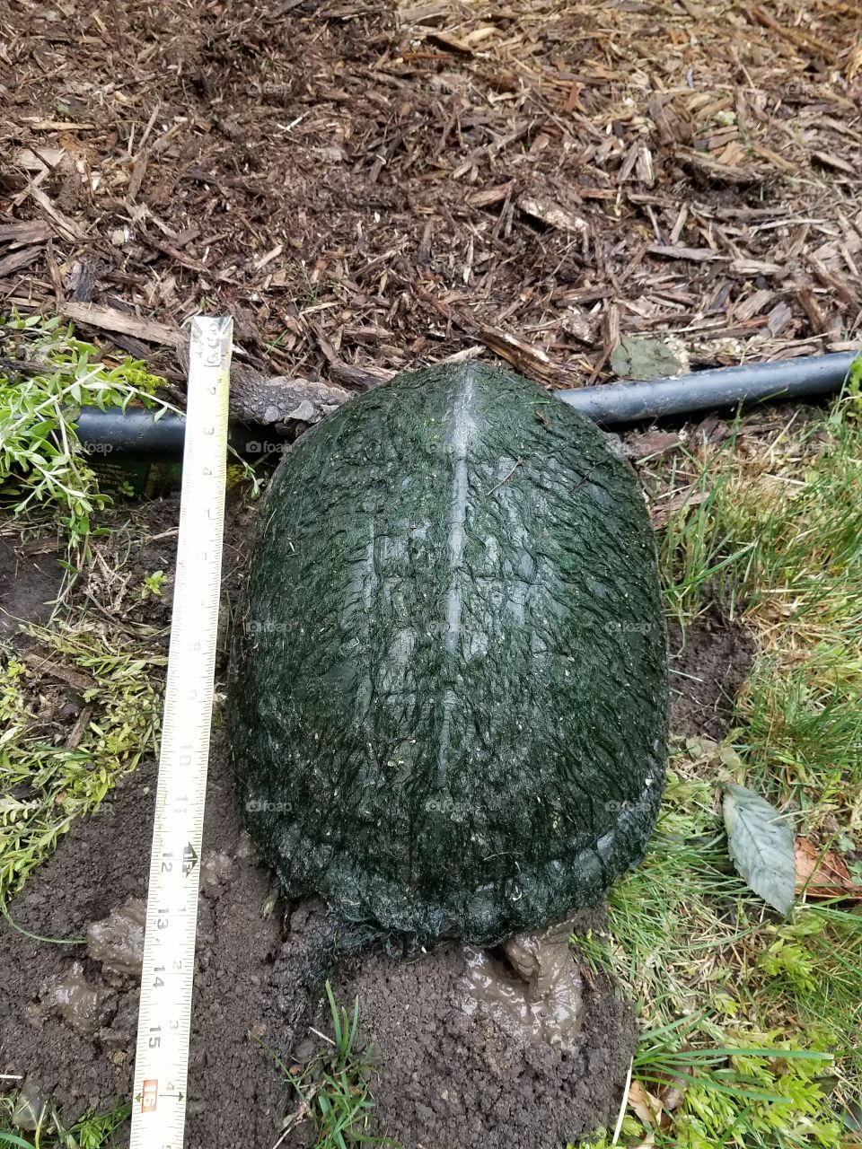 Turtle Measurements
