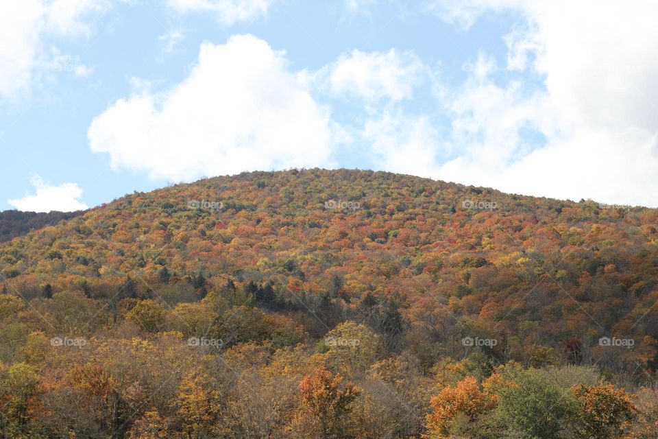 Forest in autumn 