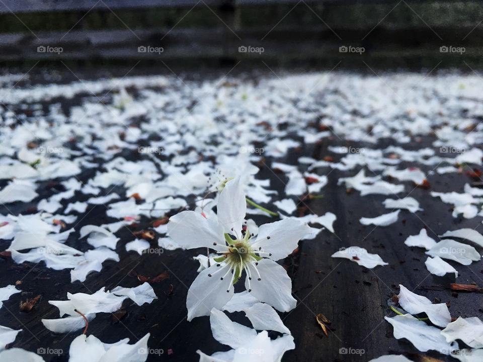 Freshly fallen pear blossoms on the wooden footbridge at White Deer Park, Garner, North Carolina, NC, Raleigh, Triangle