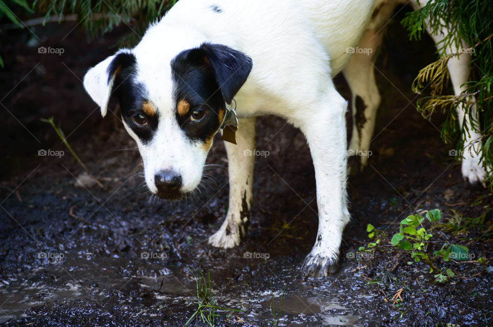 Cute dog caught playing in the mud with guilty look on face, dirty and covered in mud on face, legs and paws, dog breed is Jack Russell Terrier