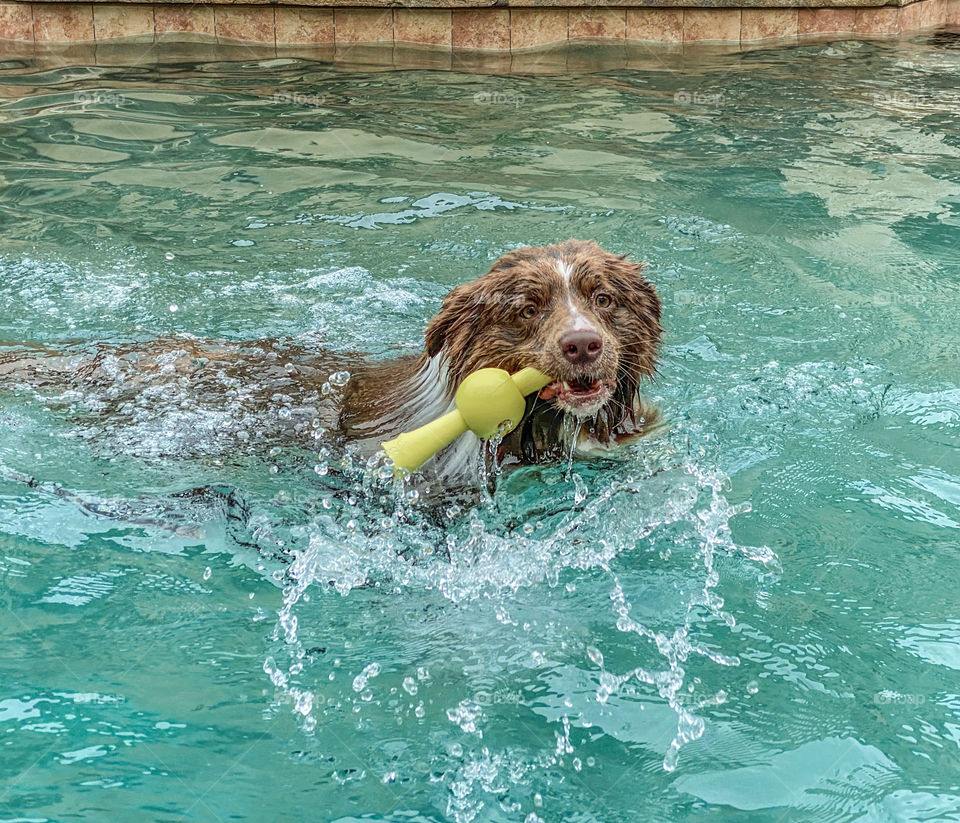 Cute dog with a yellow toy in his mouth splashing while swimming in a pool 
