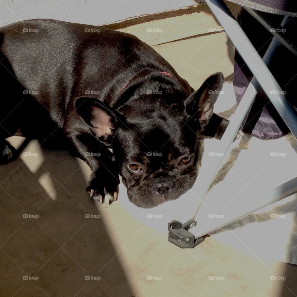 French bulldog in the sun. Ivy French bulldog on the porch in the California afternoon sunshine 