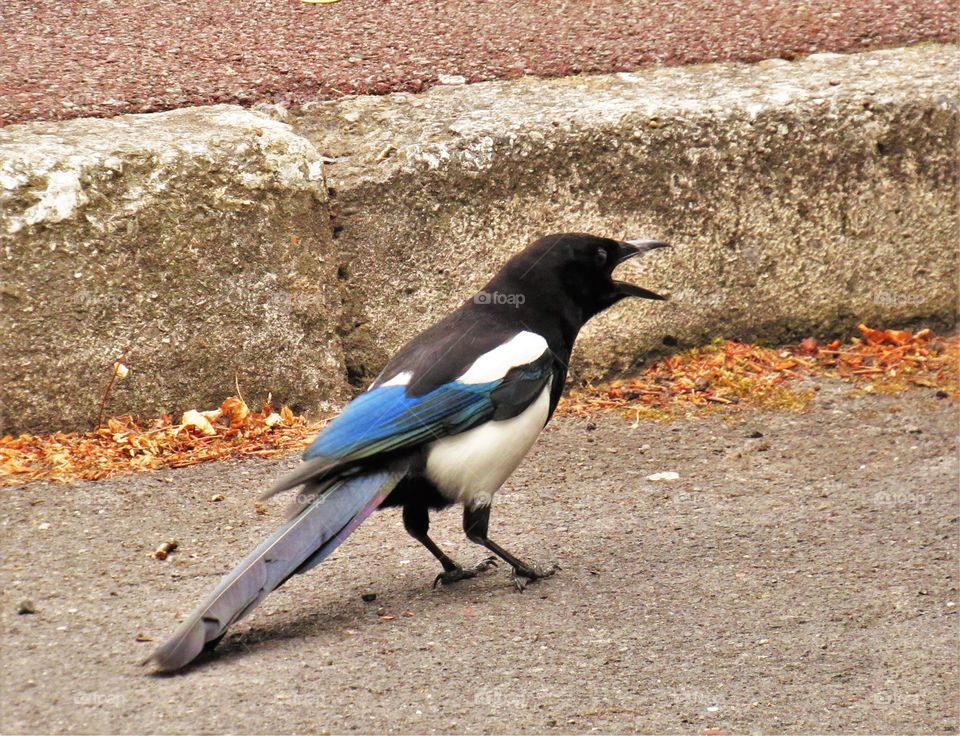 Magpie