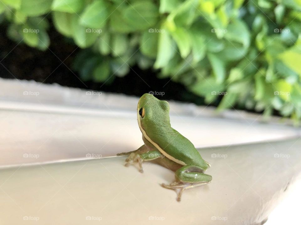 These tree frogs make the strangest sounds outside of the hotels on Hilton Head Island near Savannah, Georgia 