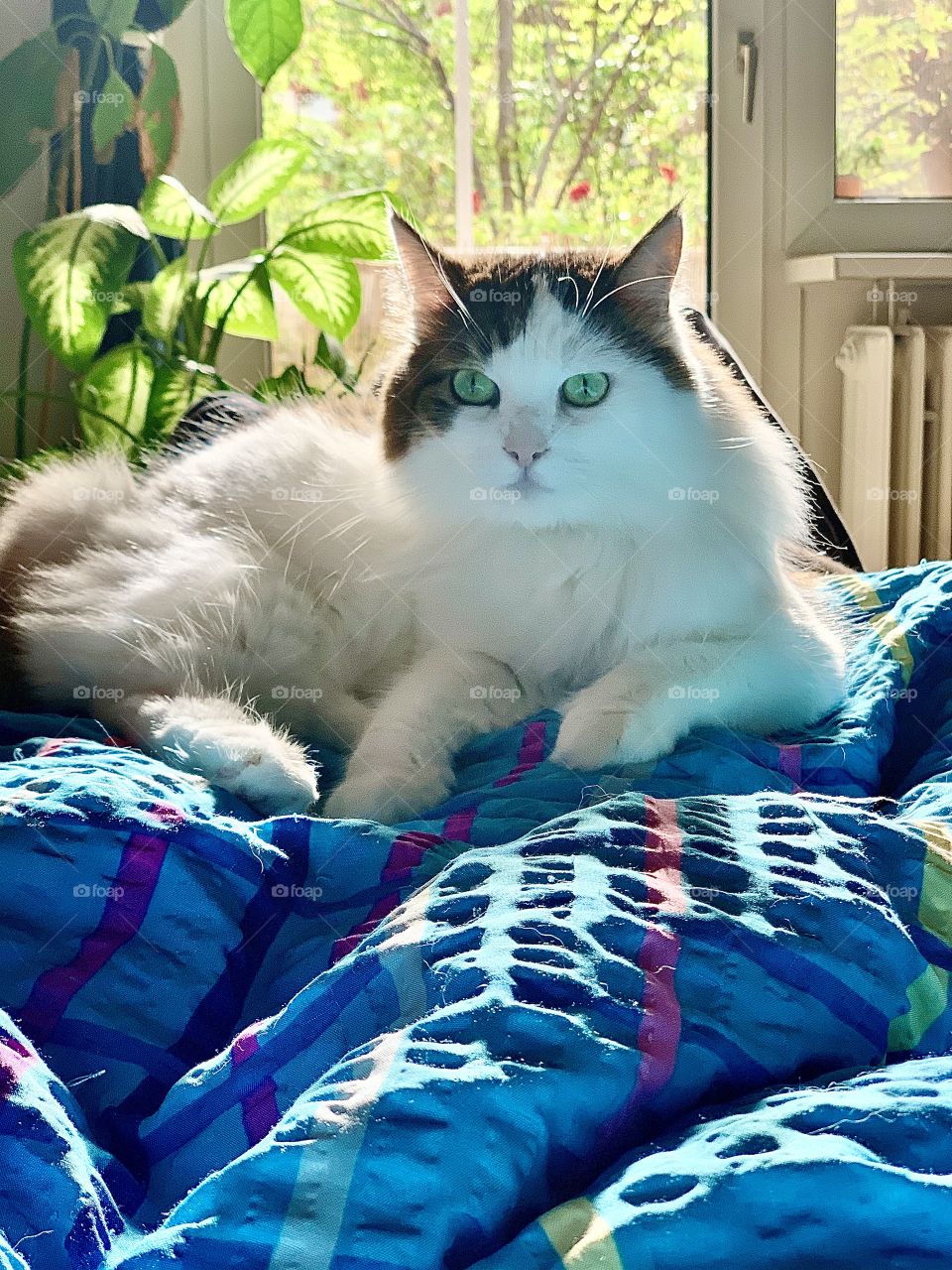 Kitten at home, looking focused at an item