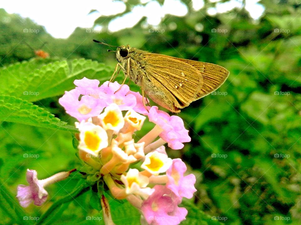Nature, Butterfly, Flower, Insect, Summer