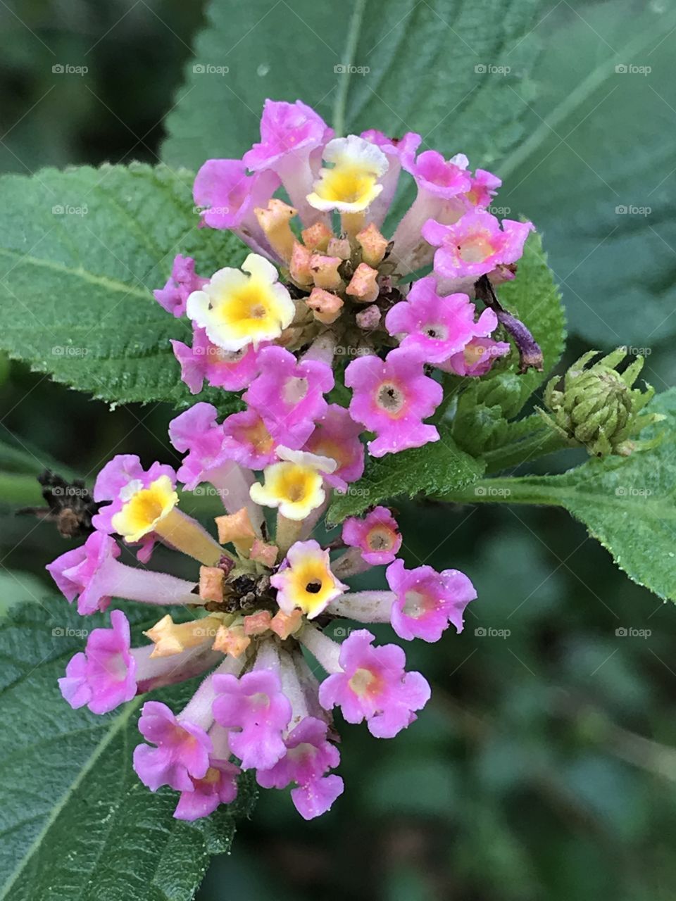 Lantanas