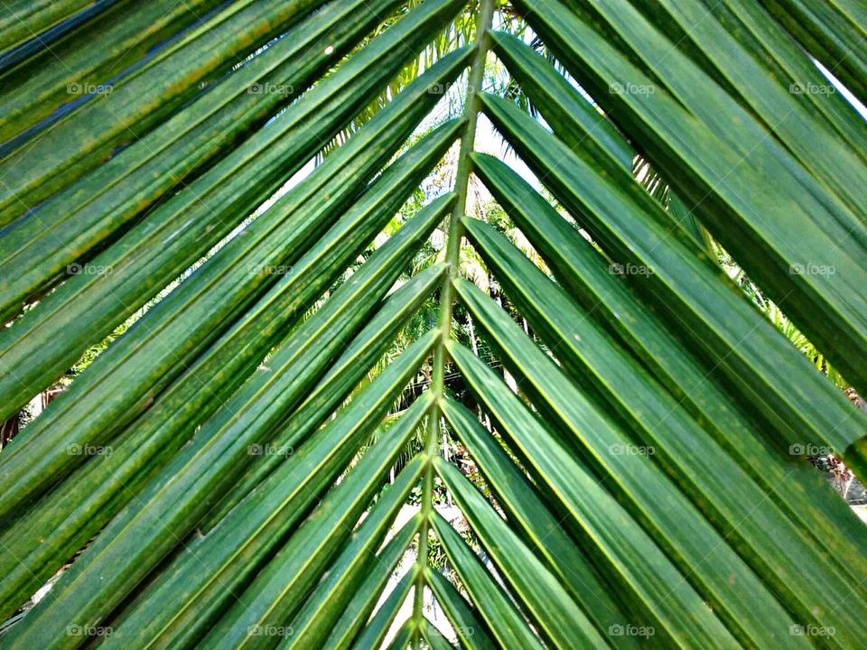 Palmeira do coração