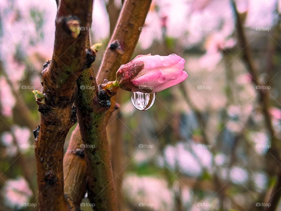 rain drop in Spring