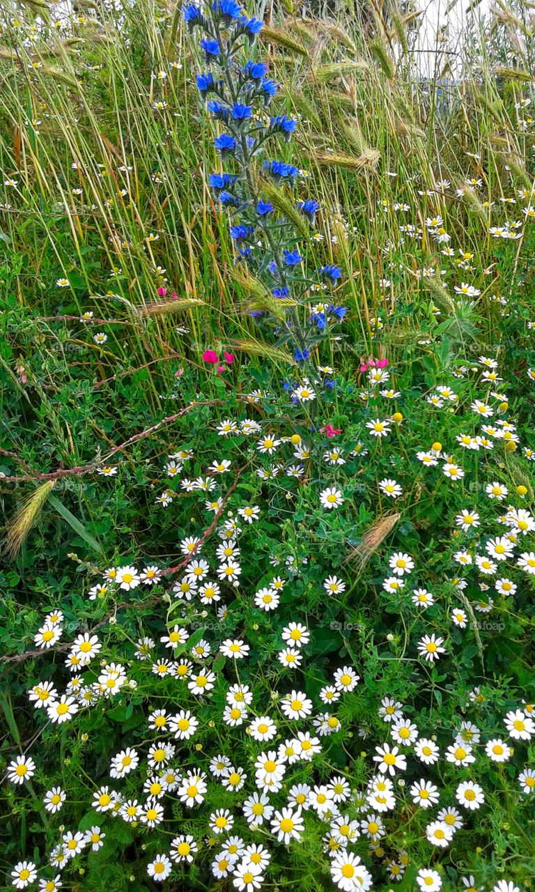 Wildflowers and herbs.