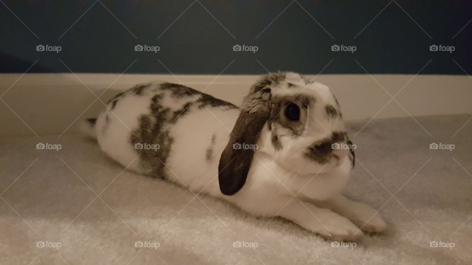 Bunny rabbit relaxing