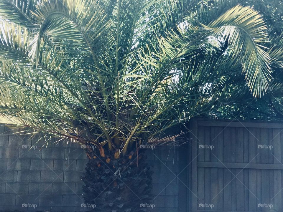 Beautiful radiant palm tree in nature 