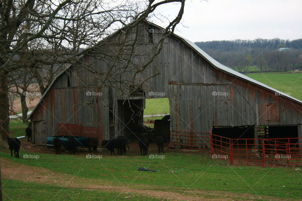 On the Farm