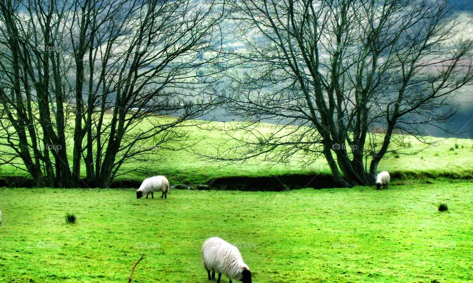 Ireland . Countryside 