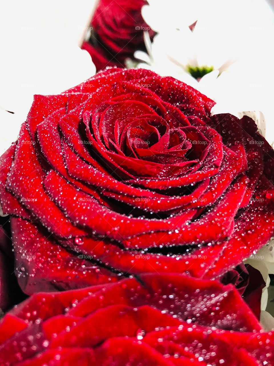 Красная Роза с росой