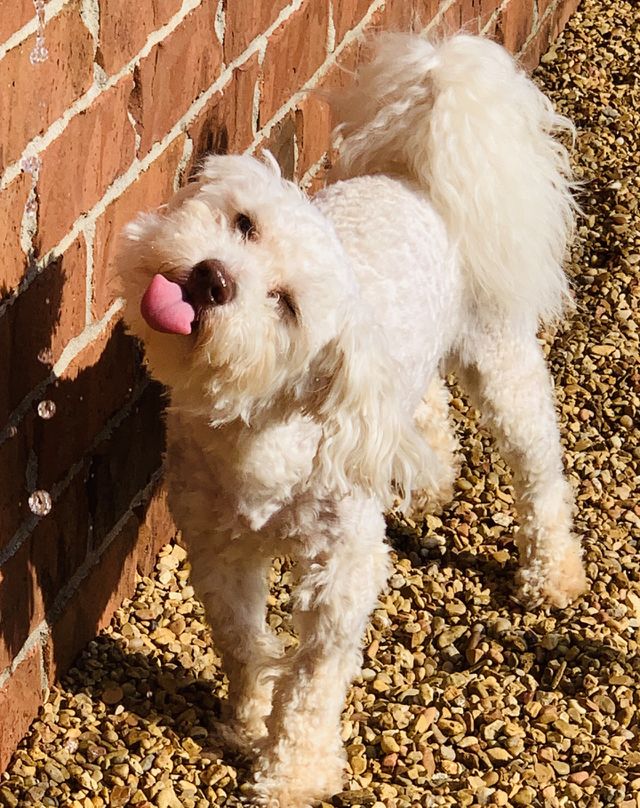 Memphis the pup, enjoying a sip from the fountain at home. Photo was captured in perfect timing for this cute picture! 