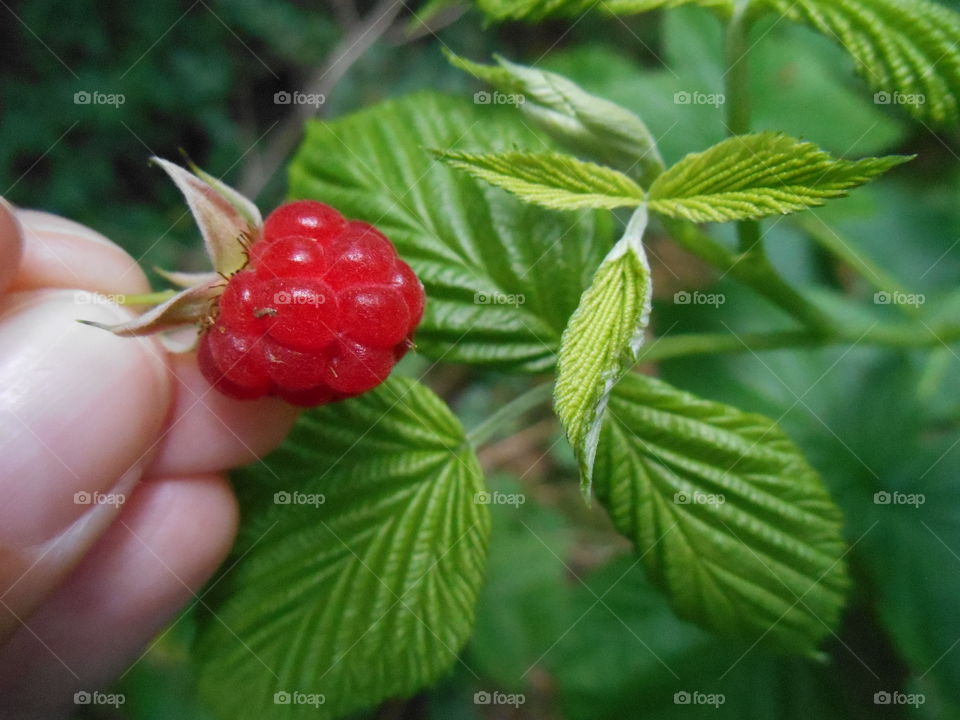 red ripe raspberry in the hand in the forest summer time