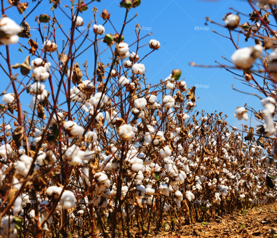 field plant louisiana cotton by lightanddrawing