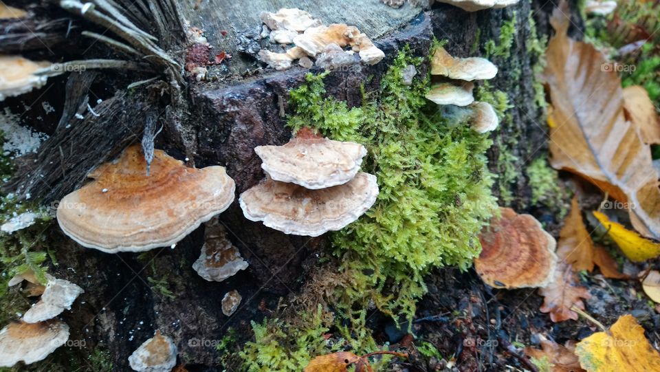 Mushroom Colony