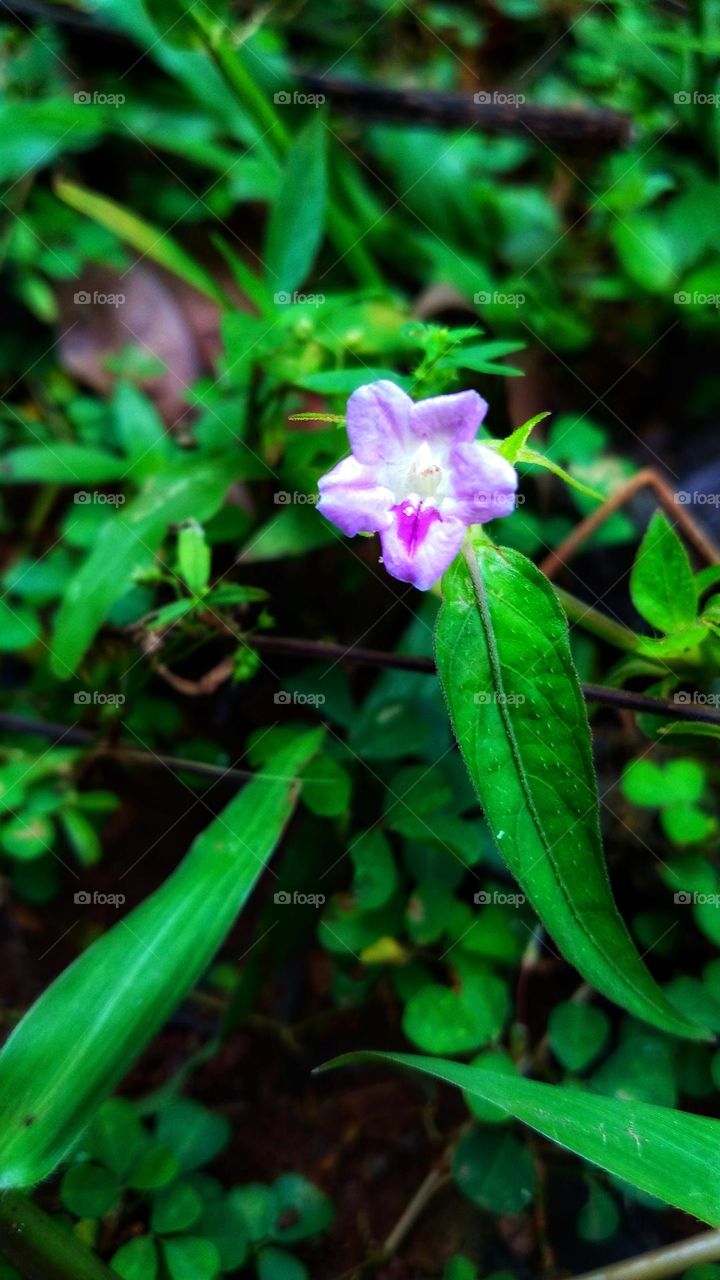 Small beautiful flowers grow wild on the edge of the garden