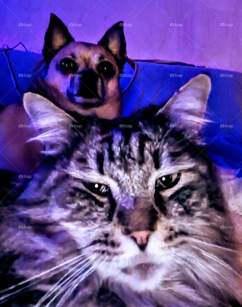 my dog and my cat selfie