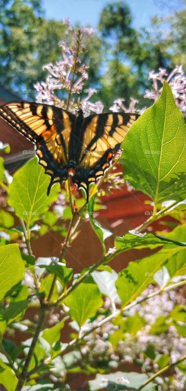 A Beautiful Butterfly!