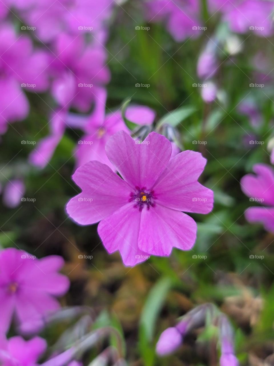 I love spring because its colors fill life with hope and color.