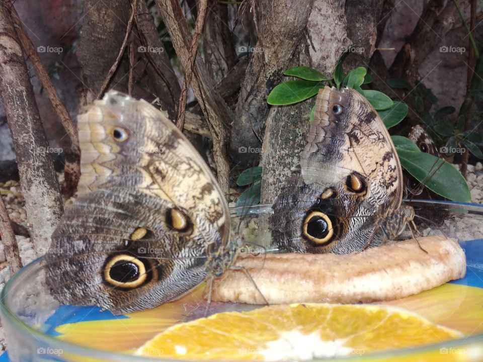 Butterfly twin