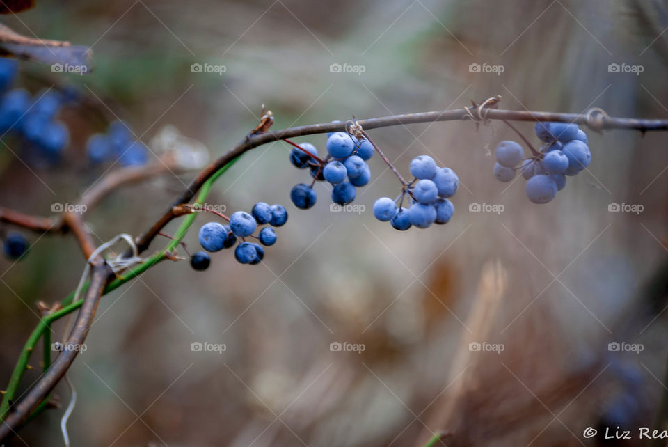 Jersey blueberry 