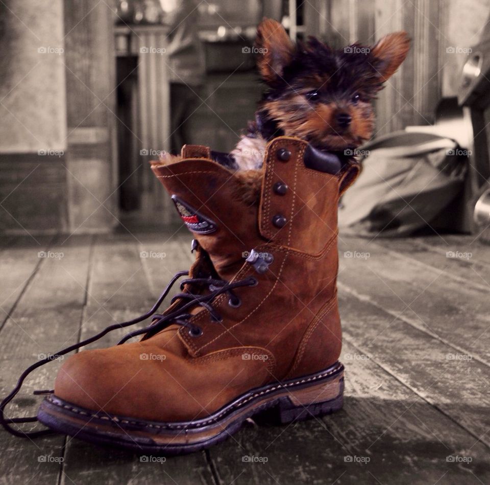 Yorkie Pup In Boot