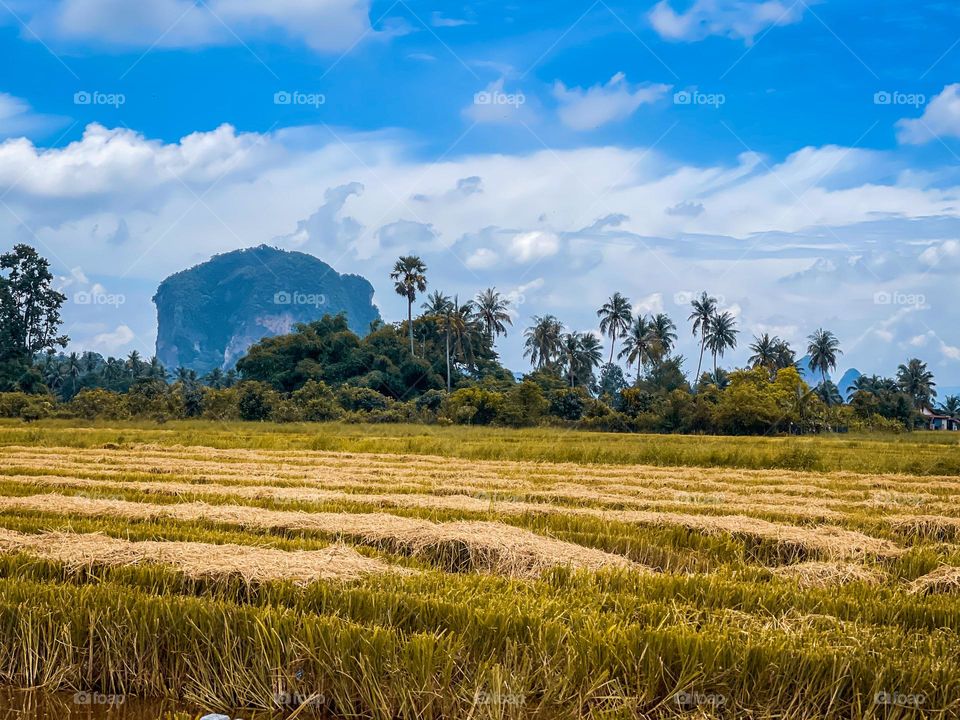Beautiful panoramic view of a harvested paddy field