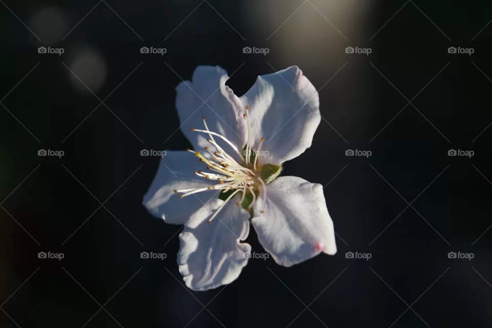 Floating flower