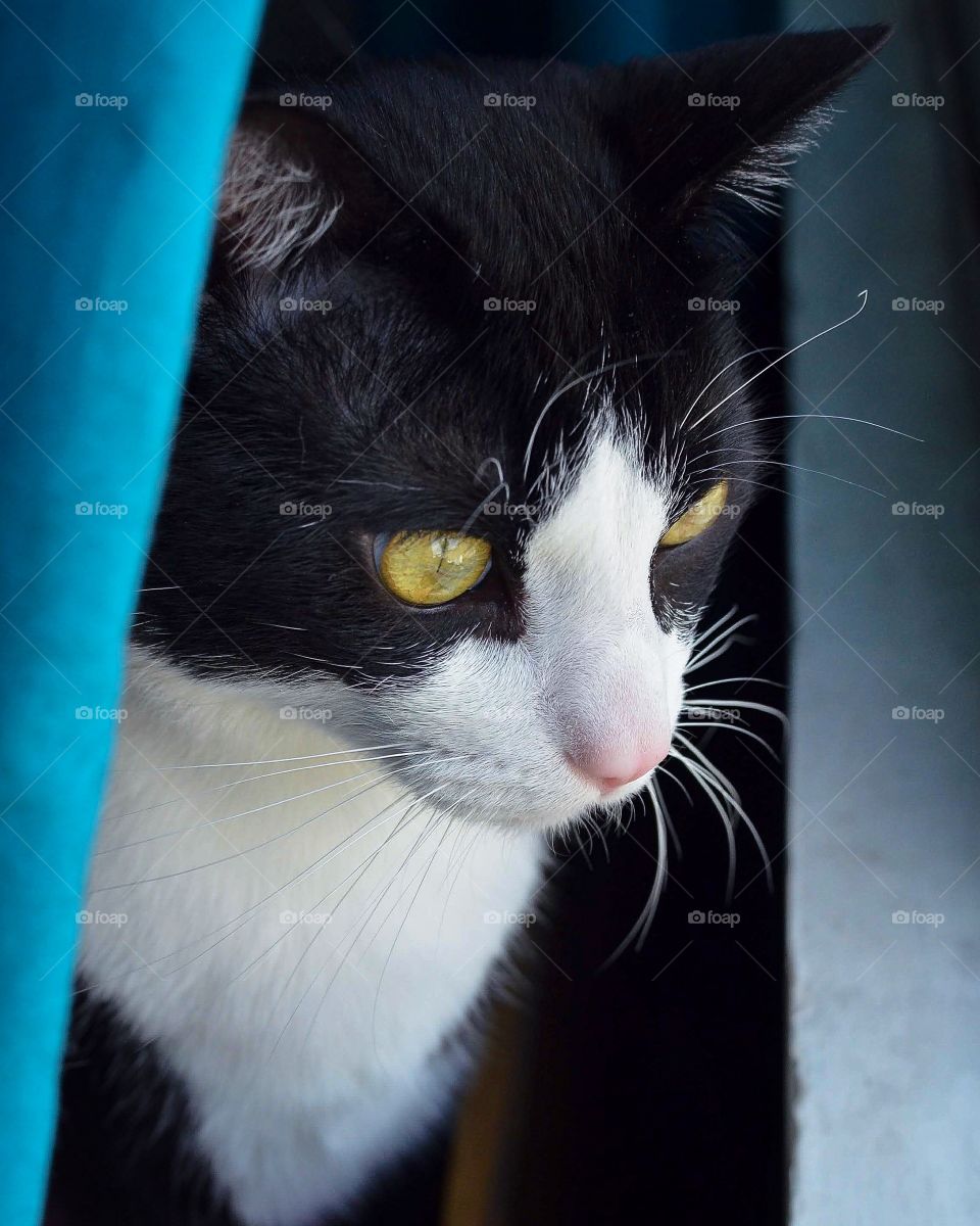 Looking for something through the window 