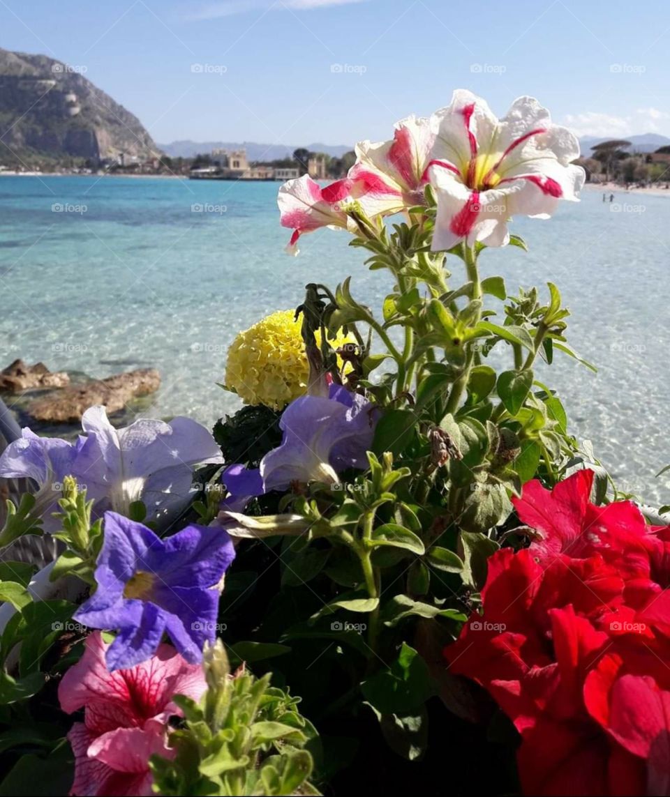 sea and flowers