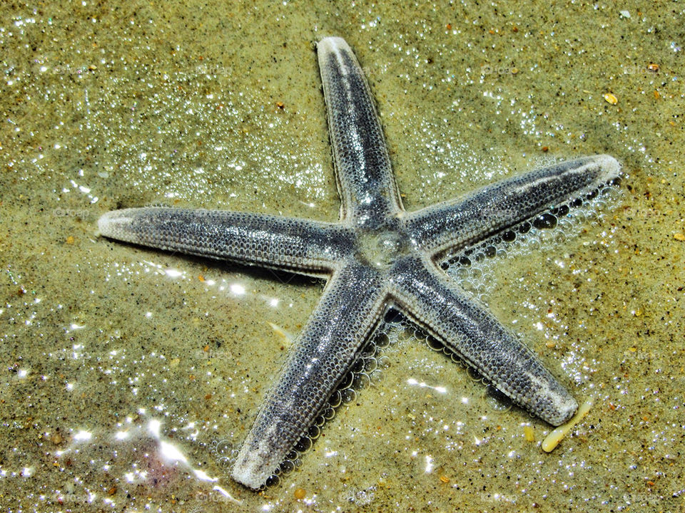 washed up sea star