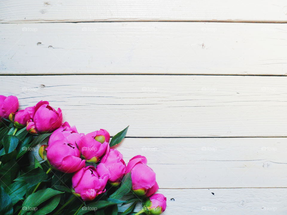 pink peony flowers on a white background