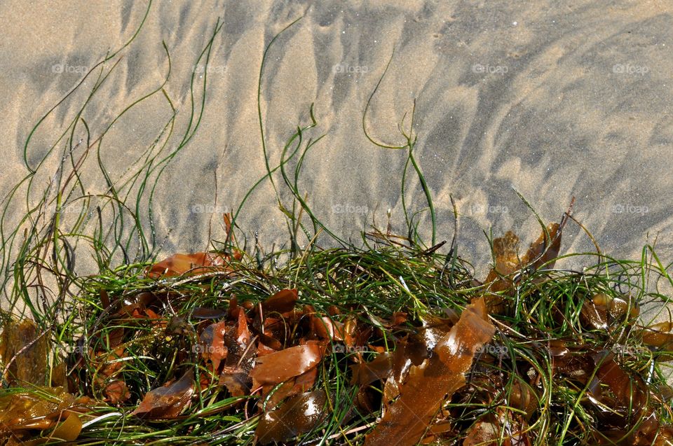 Washed up kelp