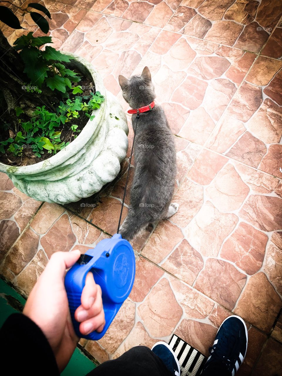 Walking with the gray cat