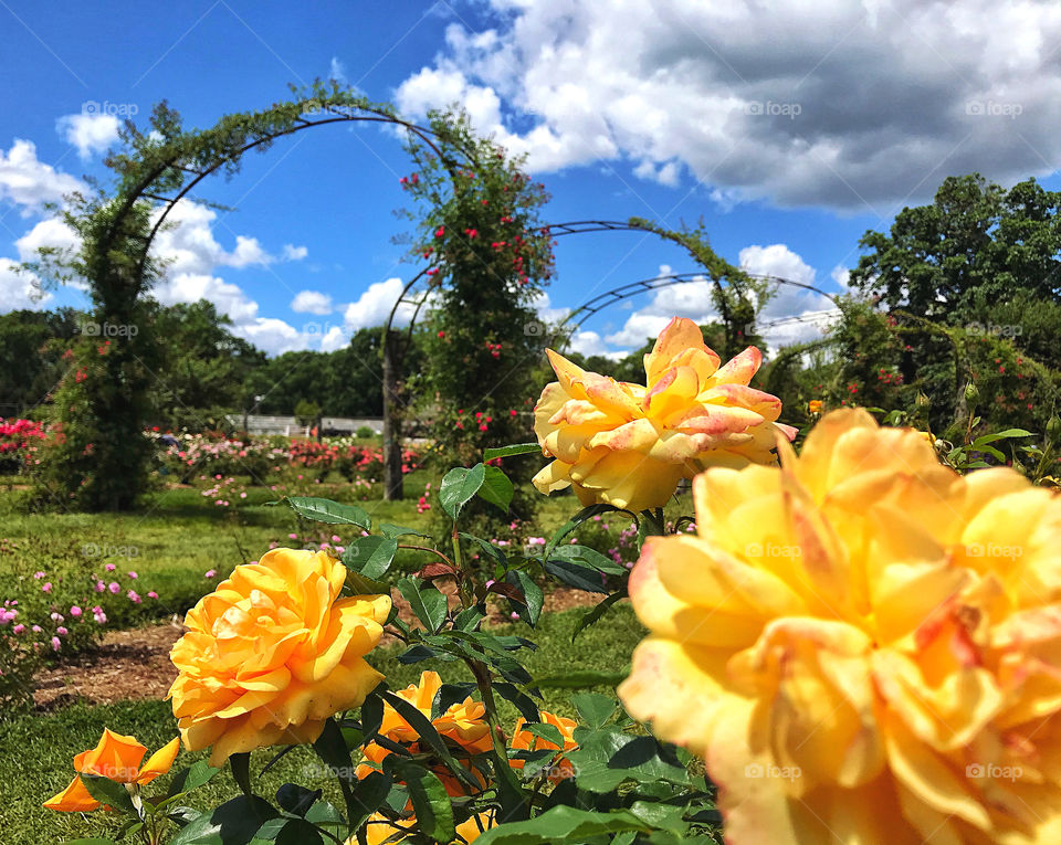 Yellow roses at the Elisabeth Park Rose Conservancy 