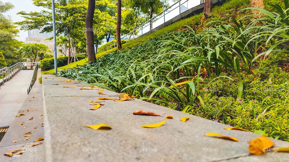 Leaves fall in the garden