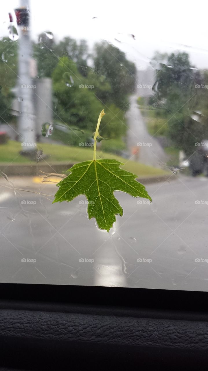 a leave flew on my windshield