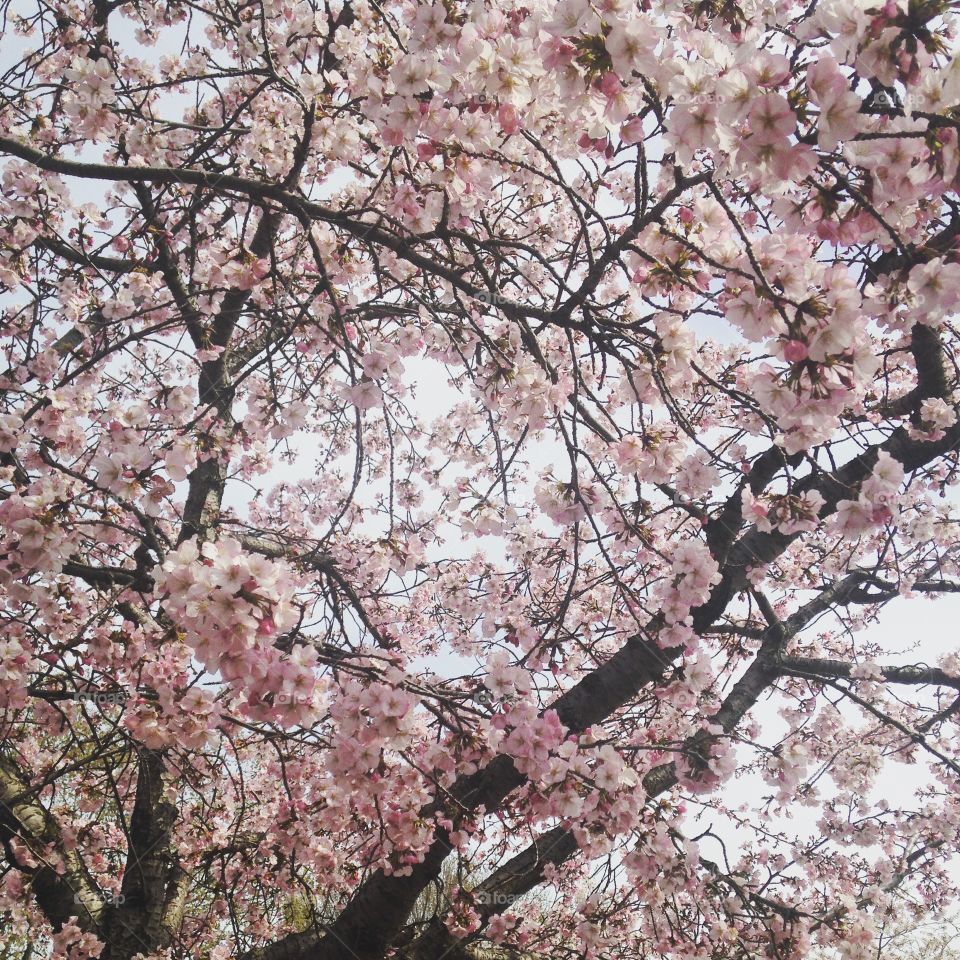 Washington D.C Cherry Blossoms 