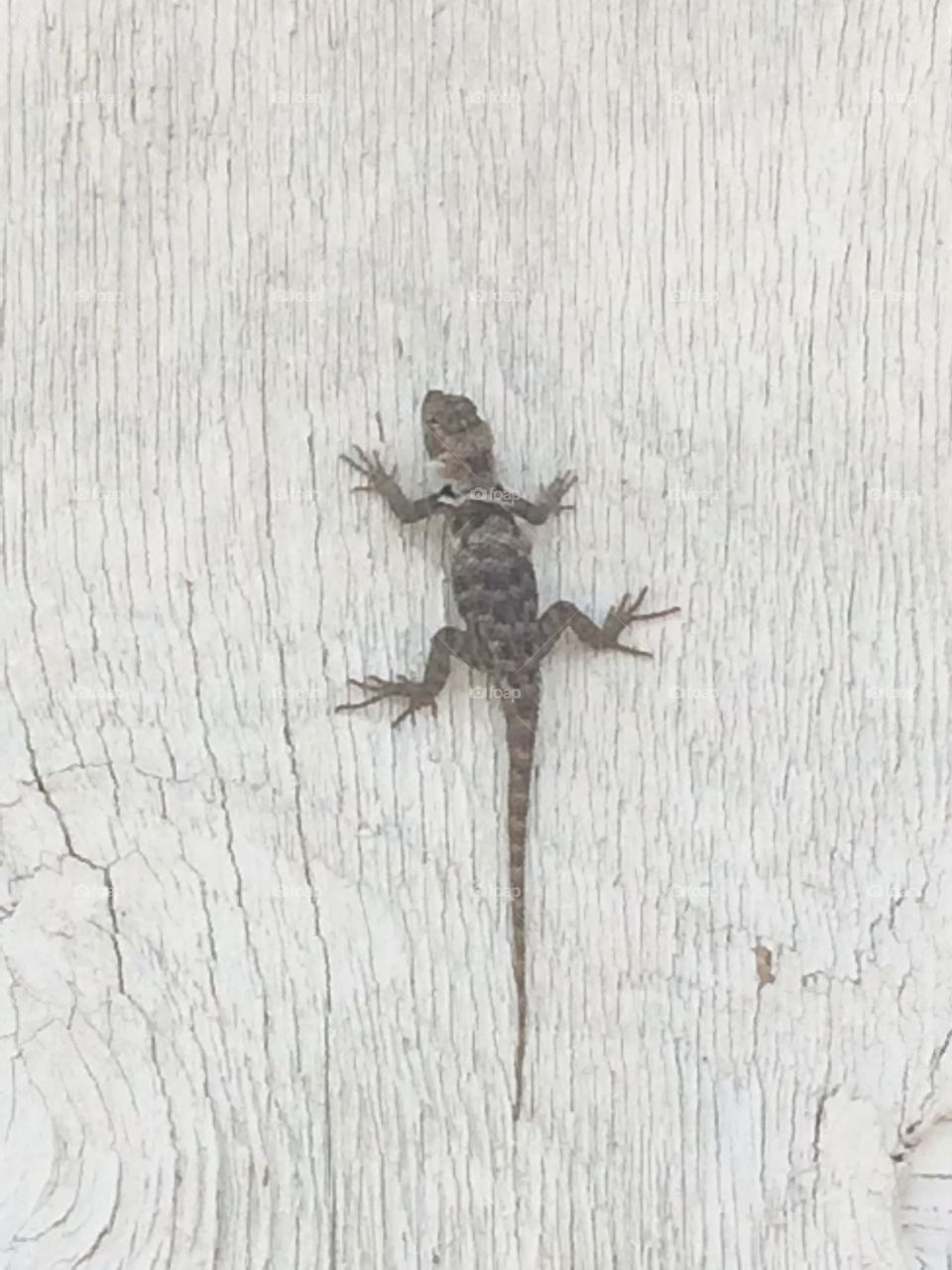 Lizard on the move