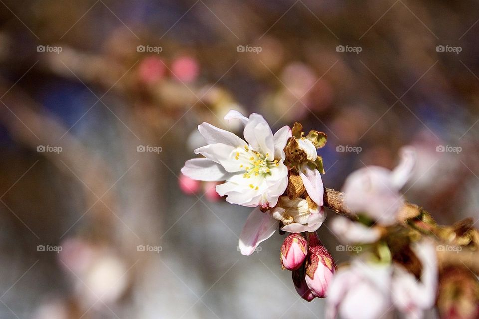 Japanese Cherry Flower. Botanical name: Prunus serrulata.