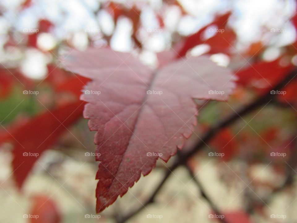 autumn foliage burgundy, red, autumn multi-colored