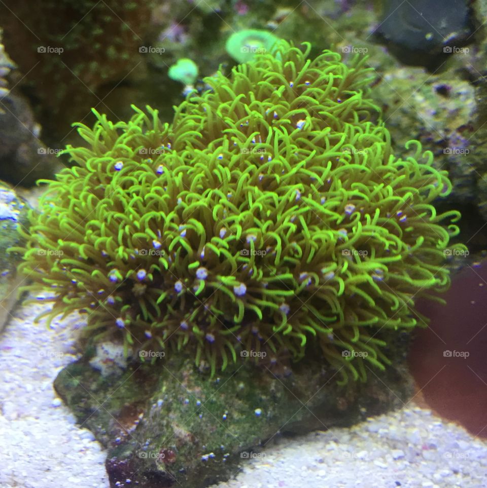 coral