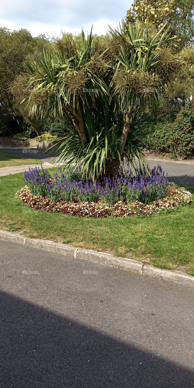 No Person, Garden, Flower, Pavement, Road