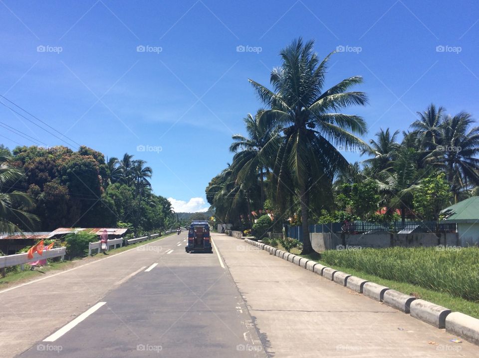 Palm, Tree, Travel, Beach, No Person